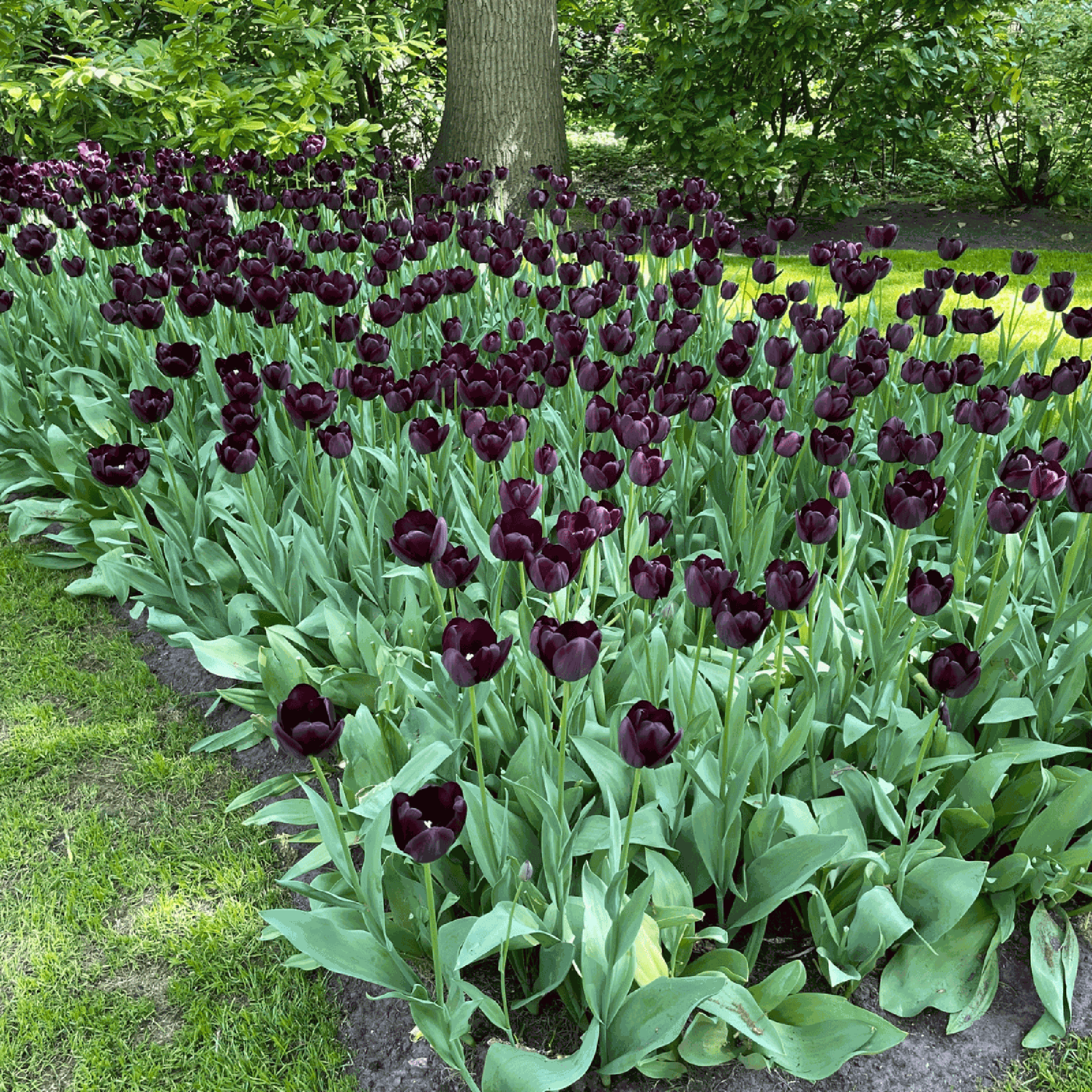 Tulpan 'Queen of Night'